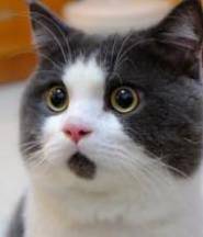 欧博abg - 官方网址登录入口